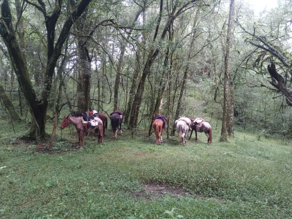 Cabalgata Día Entero con picnic en montaña