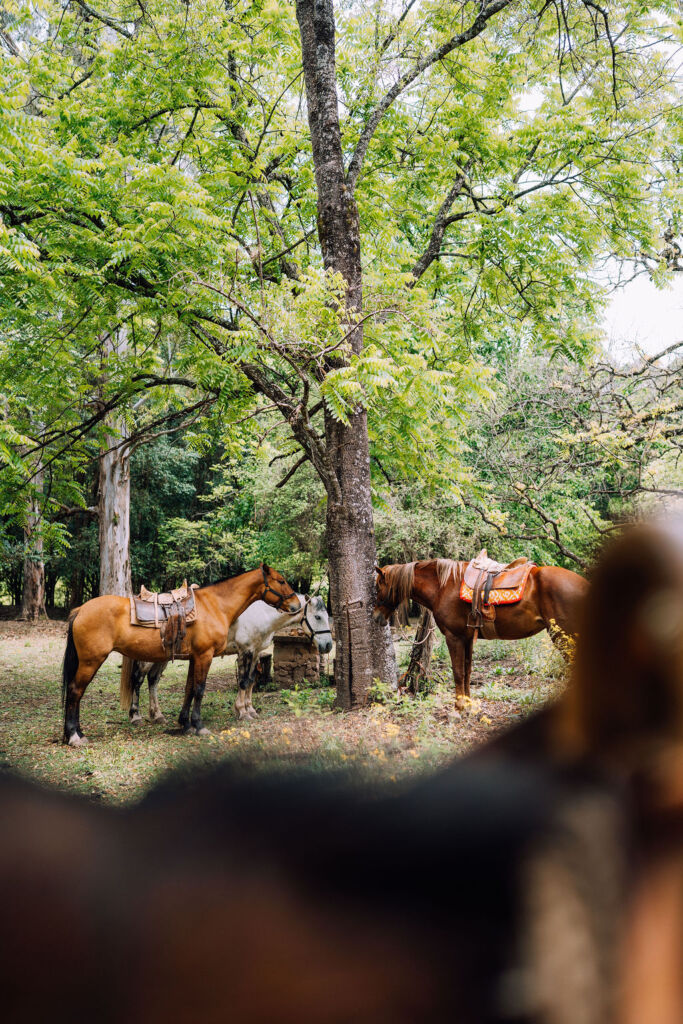 Horses and Camping