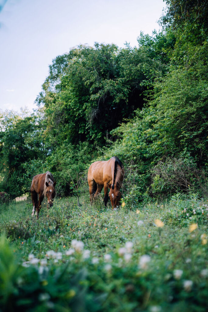 Horses and Nature