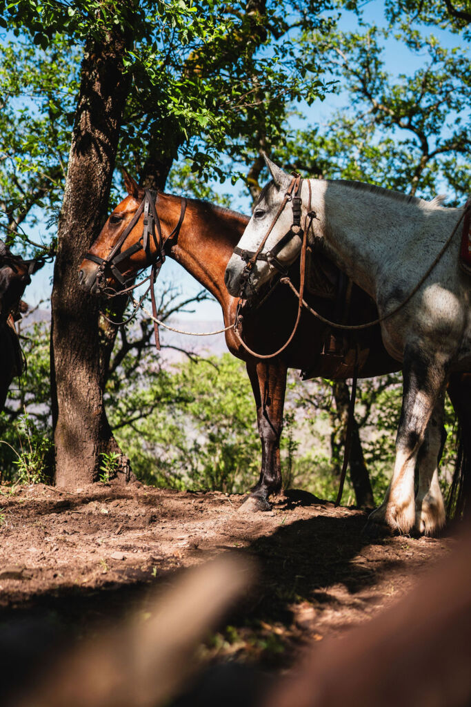 Horses